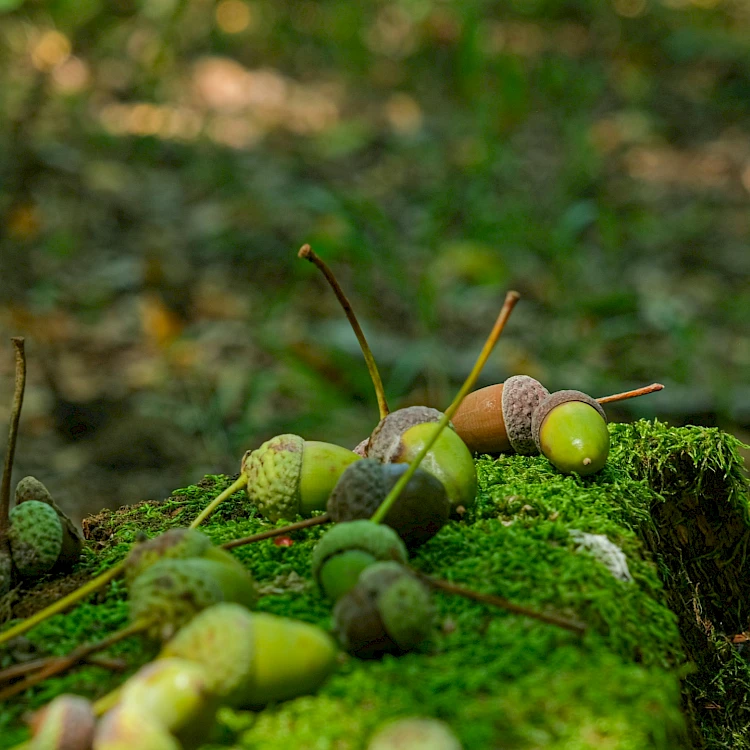 Natuurlijke groei door ont-moeten en loslaten